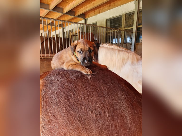 Pony Islandese Giumenta 8 Anni 138 cm Sauro in D&#xFC;nfus