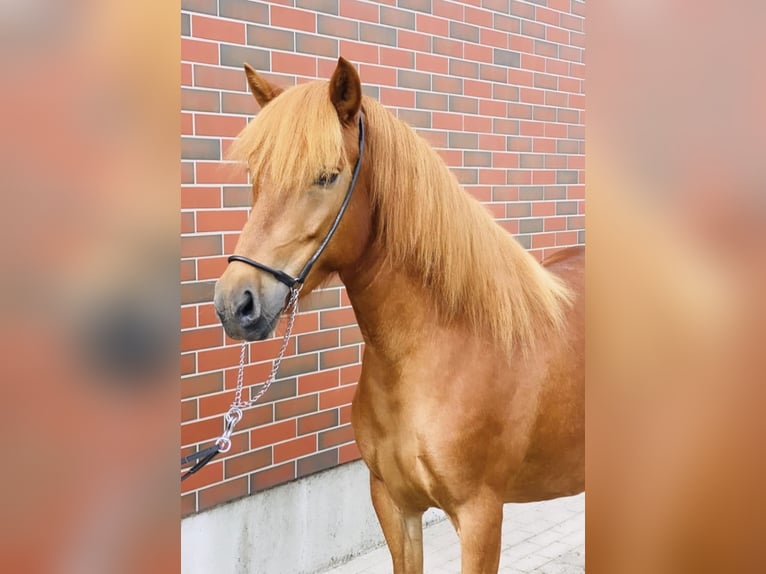 Pony Islandese Giumenta 8 Anni 138 cm Sauro in Zweibrücken
