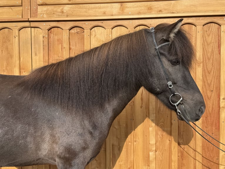 Pony Islandese Giumenta 8 Anni 139 cm  in Mining