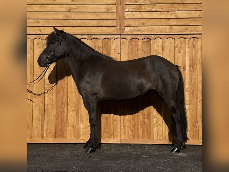 Pony Islandese Giumenta 8 Anni 139 cm  in Mining