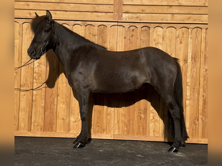 Pony Islandese Giumenta 8 Anni 139 cm  in Mining