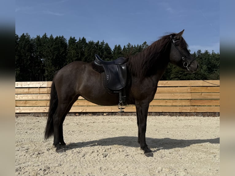 Pony Islandese Giumenta 8 Anni 139 cm  in Mining