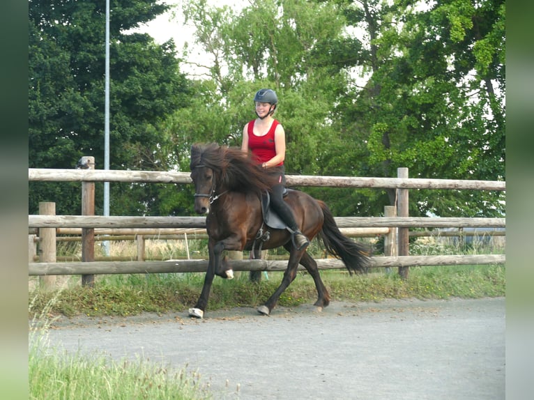 Pony Islandese Giumenta 8 Anni 139 cm Morello in Euskirchen