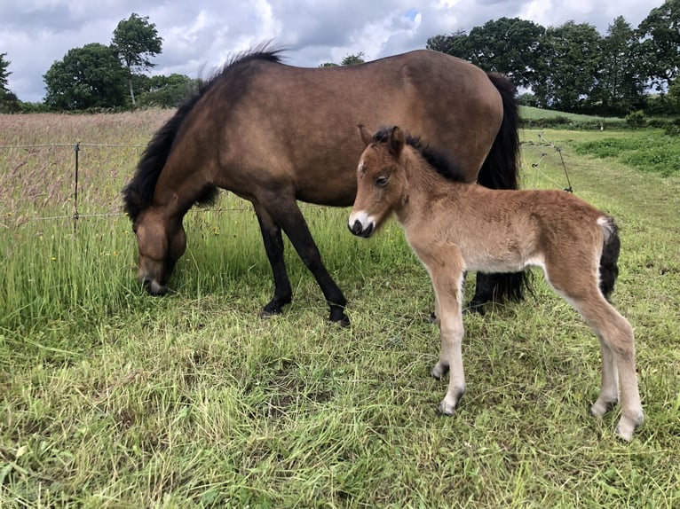 Pony Islandese Giumenta 8 Anni 140 cm Baio in Klein Wittensee