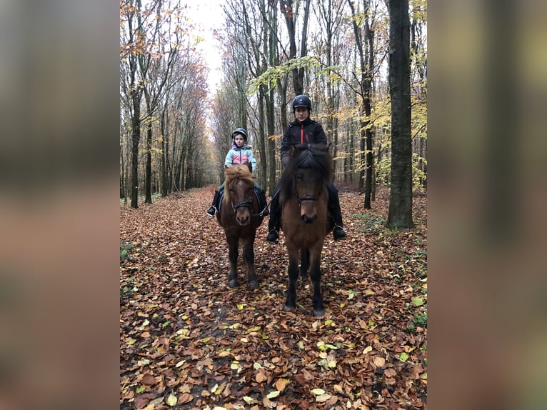 Pony Islandese Giumenta 8 Anni 140 cm Baio in Klein Wittensee