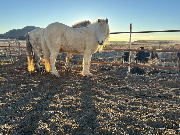Pony Islandese Giumenta 8 Anni 140 cm Bianco in Selfoss