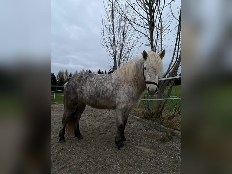 Pony Islandese Giumenta 8 Anni 140 cm Grigio in Bernau am Chiemsee