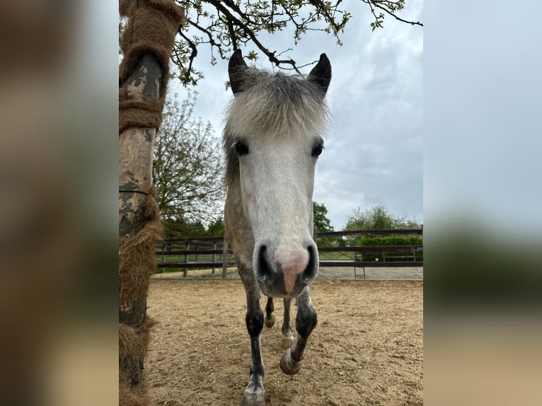 Pony Islandese Giumenta 8 Anni 140 cm Grigio in Stockach