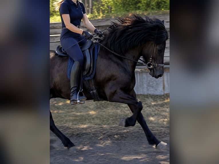 Pony Islandese Giumenta 8 Anni 140 cm Morello in Wachtberg