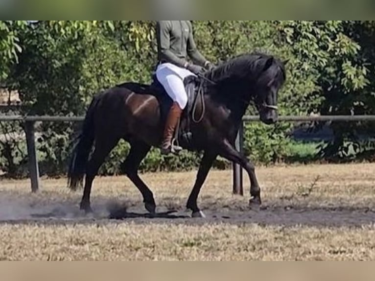Pony Islandese Giumenta 8 Anni 140 cm Morello in Wachtberg