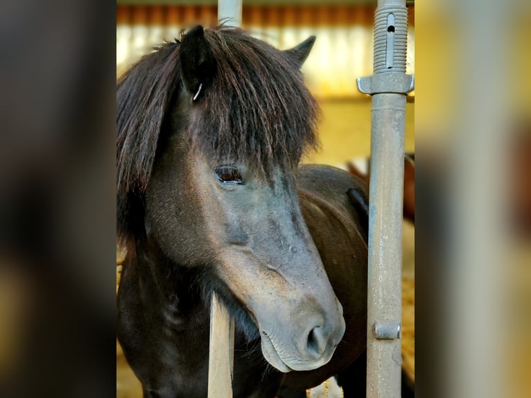 Pony Islandese Giumenta 8 Anni 140 cm Morello in Wachtberg