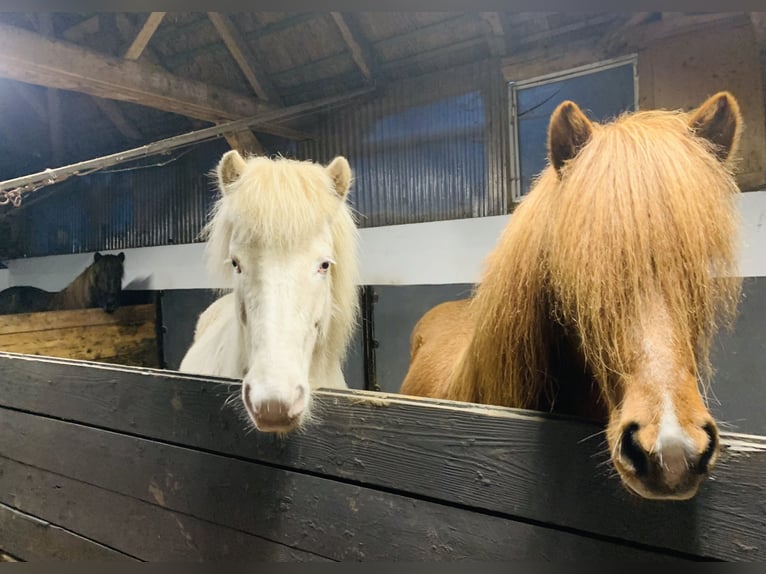 Pony Islandese Giumenta 8 Anni 140 cm Perlino in Vrees