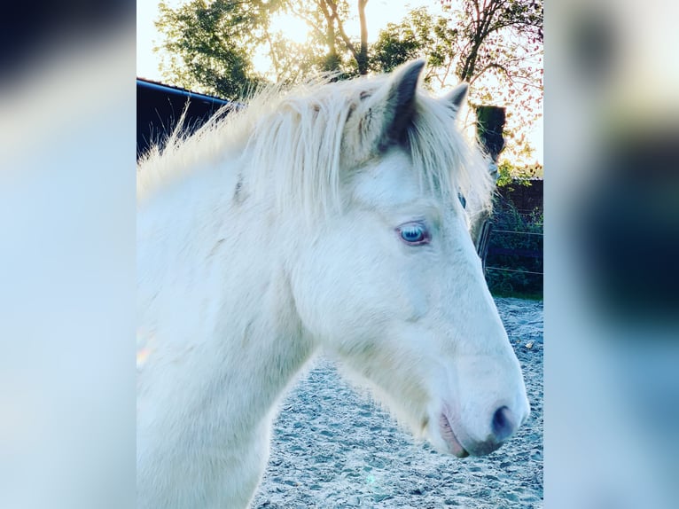 Pony Islandese Giumenta 8 Anni 140 cm Perlino in Vrees