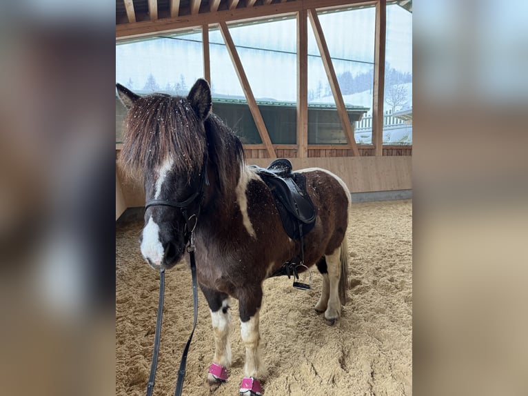 Pony Islandese Giumenta 8 Anni 140 cm Pezzato in Rauris