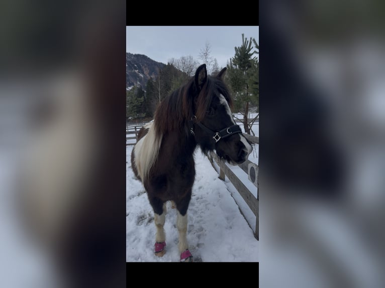 Pony Islandese Giumenta 8 Anni 140 cm Pezzato in Rauris