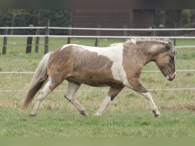 Pony Islandese Giumenta 8 Anni 140 cm Pezzato in Petershagen