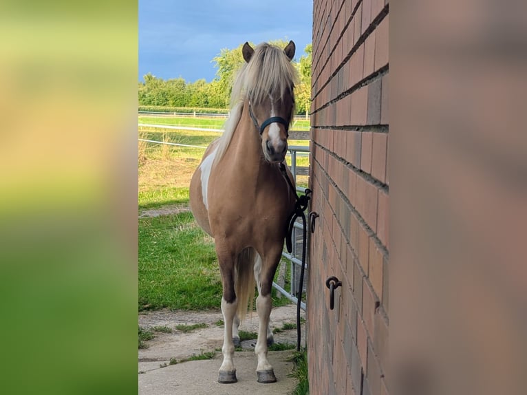 Pony Islandese Giumenta 8 Anni 140 cm Pezzato in Petershagen