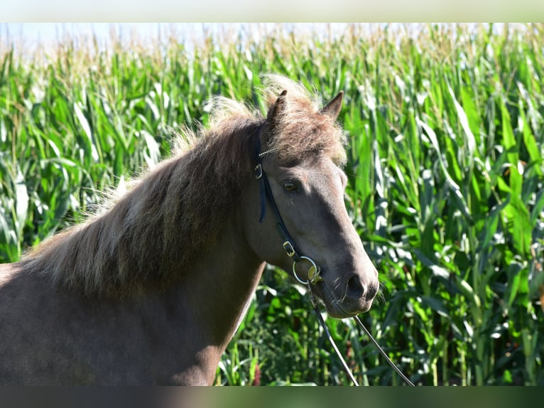 Pony Islandese Giumenta 8 Anni 141 cm in Adelmannsfelden