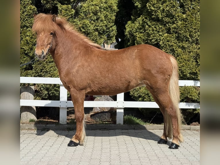 Pony Islandese Giumenta 8 Anni 142 cm Sauro in Lochen am See