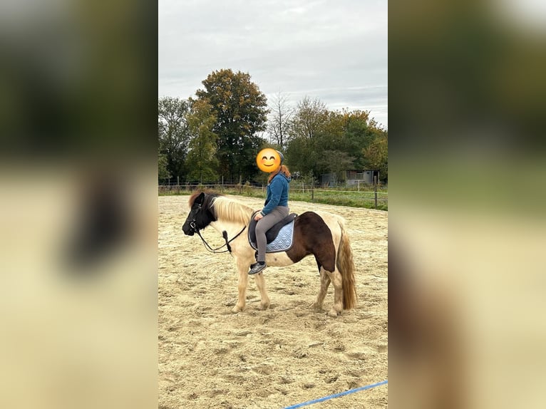 Pony Islandese Giumenta 8 Anni 143 cm Pezzato in Weener
