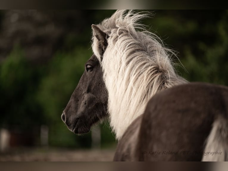 Pony Islandese Giumenta 8 Anni 144 cm Palomino in København K