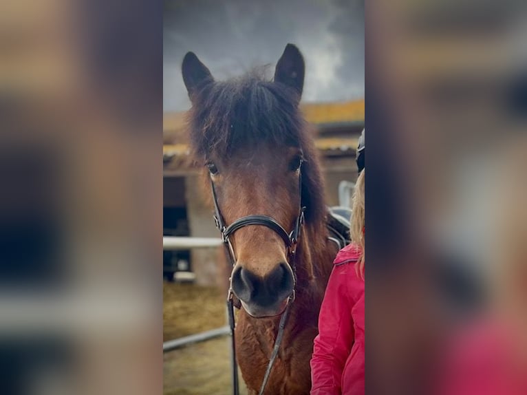 Pony Islandese Giumenta 8 Anni 145 cm Baio in Sins Reussegg