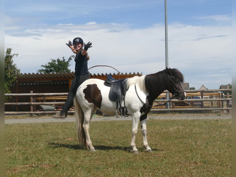 Pony Islandese Giumenta 8 Anni 145 cm Pezzato in Euskirchen