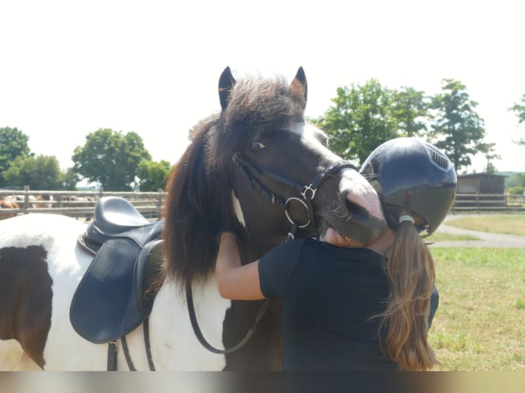 Pony Islandese Giumenta 8 Anni 145 cm Pezzato in Euskirchen