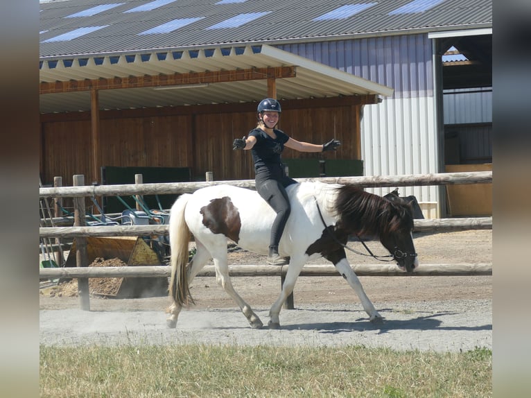 Pony Islandese Giumenta 8 Anni 145 cm Pezzato in Euskirchen