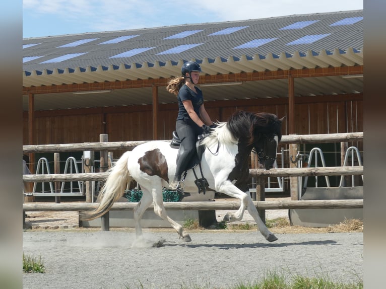 Pony Islandese Giumenta 8 Anni 145 cm Pezzato in Euskirchen
