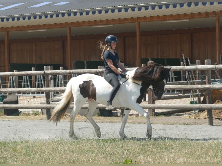 Pony Islandese Giumenta 8 Anni 145 cm Pezzato in Euskirchen
