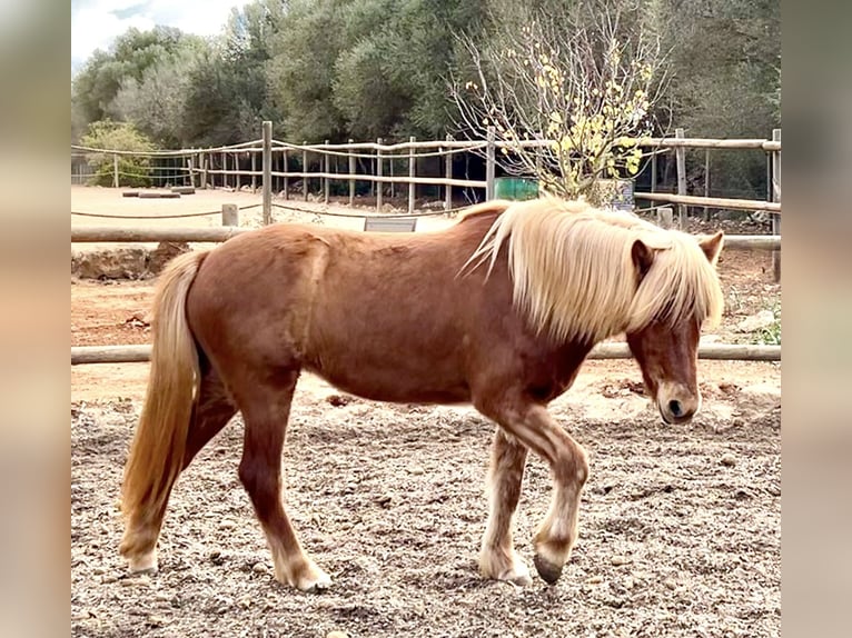 Pony Islandese Giumenta 8 Anni 145 cm Sauro in Bl&#xE5;vand