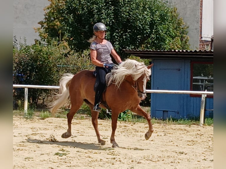 Pony Islandese Giumenta 8 Anni 145 cm Sauro scuro in Aßlar