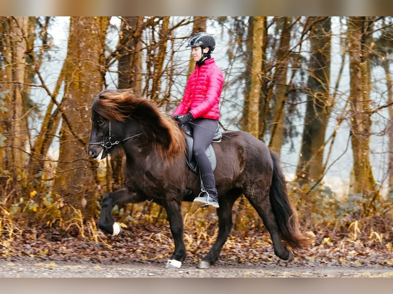 Pony Islandese Giumenta 8 Anni 146 cm Morello in Taufkirchen an der Trattnach