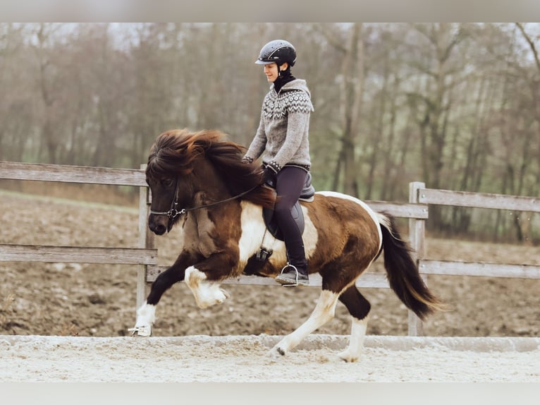 Pony Islandese Giumenta 8 Anni 146 cm Pezzato in Taufkirchen an der Trattnach