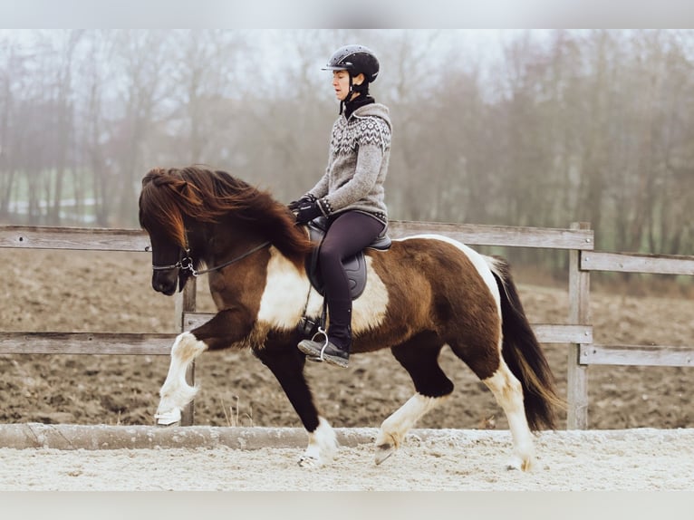 Pony Islandese Giumenta 8 Anni 146 cm Pezzato in Taufkirchen an der Trattnach
