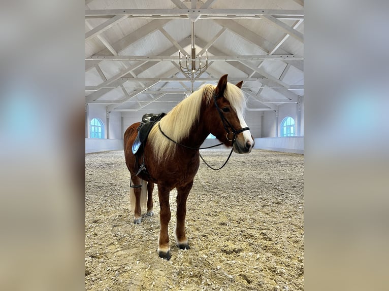 Pony Islandese Giumenta 8 Anni 146 cm Sauro in Buchkirchen