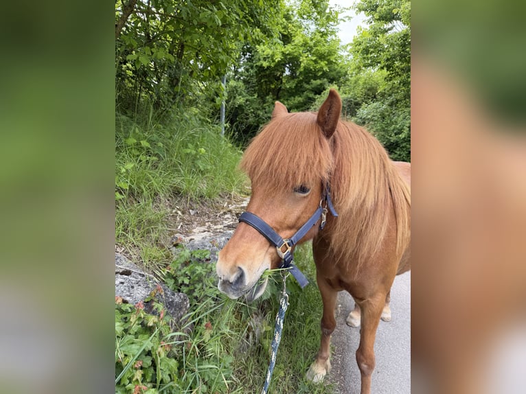 Pony Islandese Giumenta 8 Anni 146 cm Sauro in Stuttgart