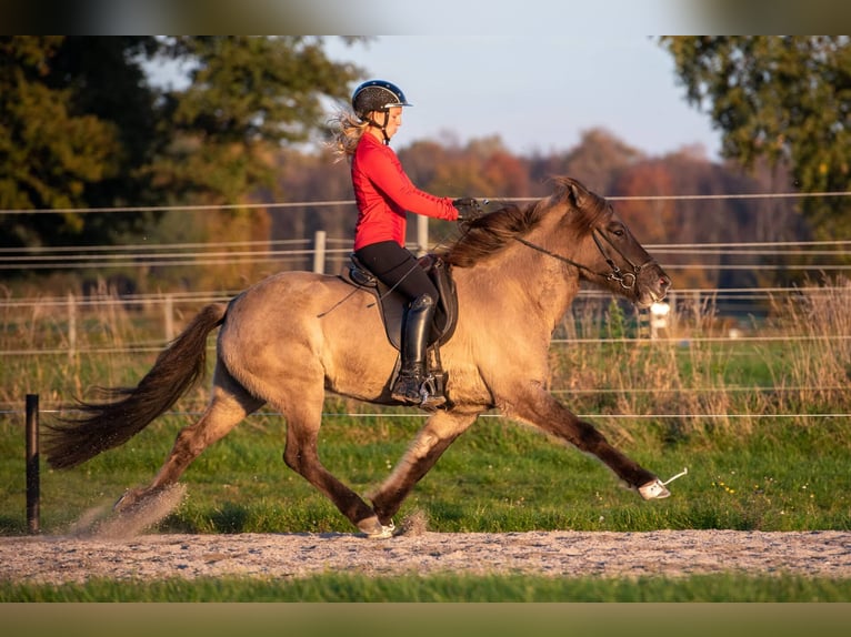 Pony Islandese Giumenta 8 Anni 153 cm Falbo in Lehmrade