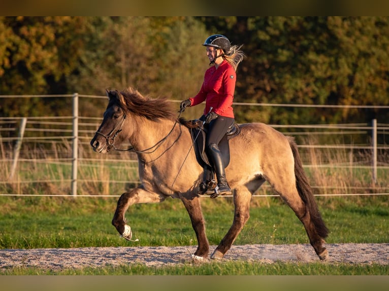 Pony Islandese Giumenta 8 Anni 153 cm Falbo in Lehmrade