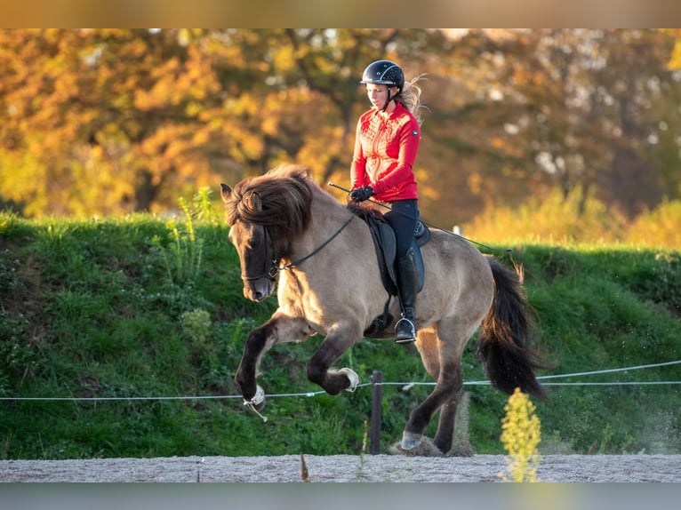 Pony Islandese Giumenta 8 Anni 153 cm Falbo in Lehmrade