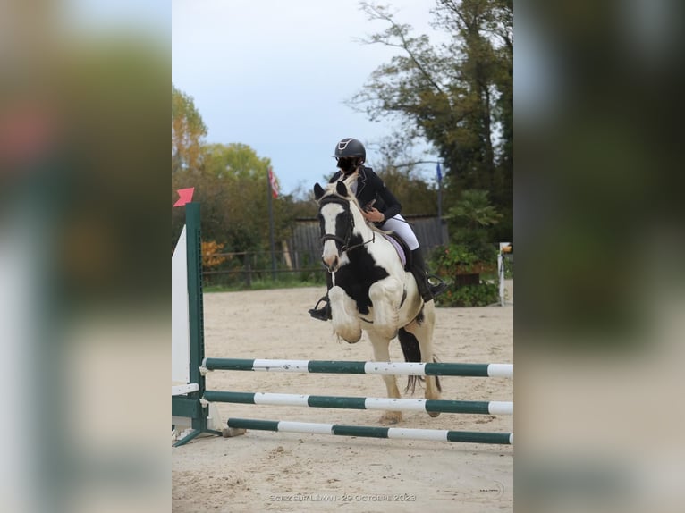 Pony Islandese Giumenta 8 Anni in Lons-le-Saunier