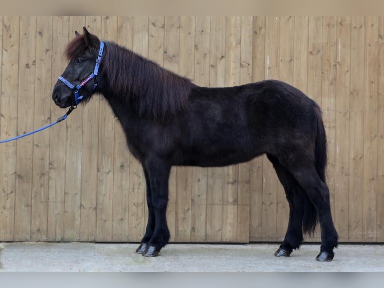 Pony Islandese Giumenta 8 Anni Morello in Straßwalchen