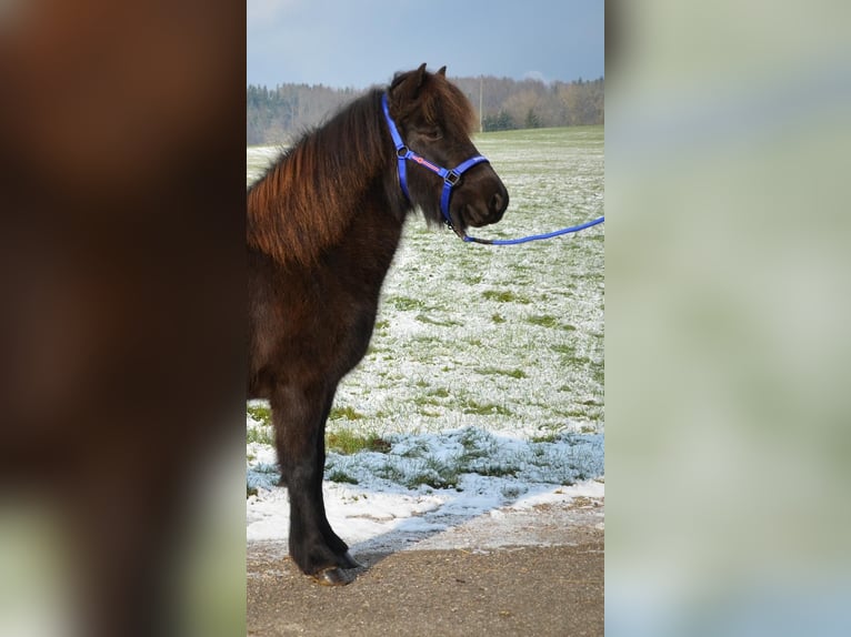 Pony Islandese Giumenta 8 Anni Morello in Straßwalchen