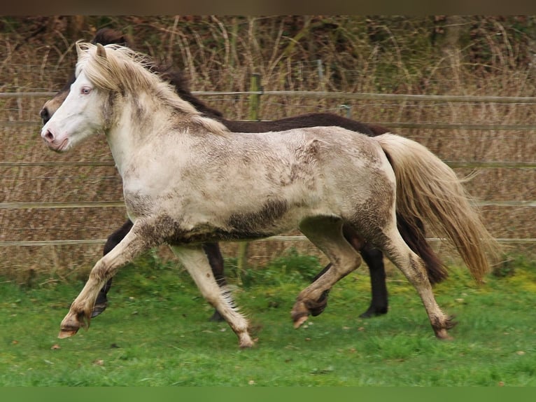 Pony Islandese Giumenta 8 Anni Perlino in Saarland