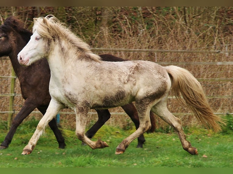 Pony Islandese Giumenta 8 Anni Perlino in Saarland