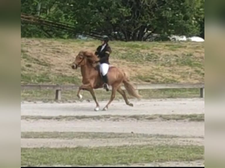 Pony Islandese Giumenta 8 Anni Sauro in Stapelfeld