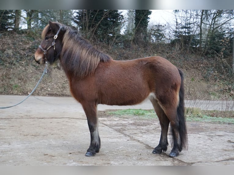 Pony Islandese Giumenta 9 Anni 132 cm Baio in Emmendingen