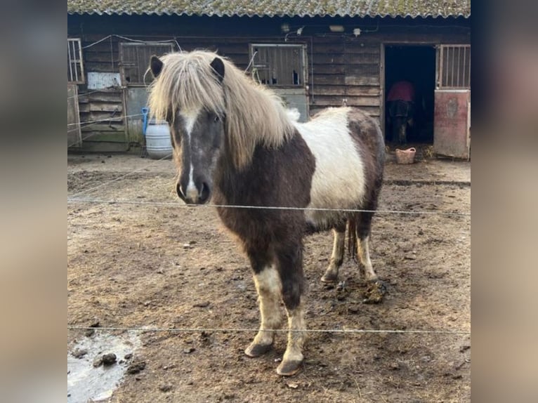 Pony Islandese Giumenta 9 Anni 135 cm Pezzato in Persingen