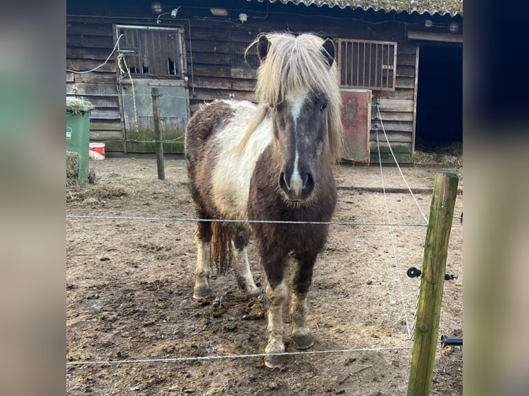 Pony Islandese Giumenta 9 Anni 135 cm Pezzato in Persingen